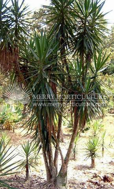 Yucca elephantipes 2